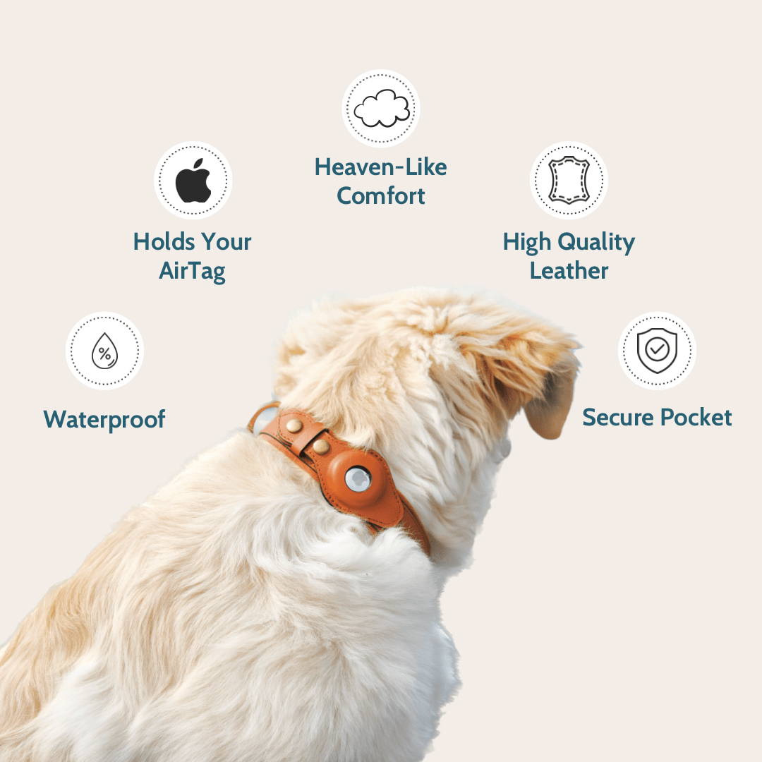 Keepaws Dog AirTag Collar - Leather Dog Collar Compatible With AirTag –  Keepaws™