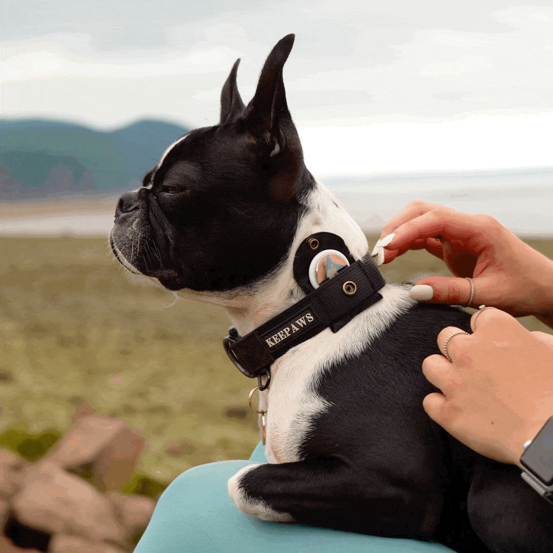 Keepaws™ - The Original AirTag Collar