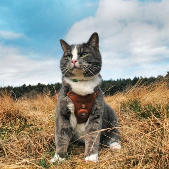 Keepaws™ Leather AirTag Harness